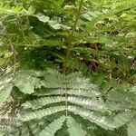 Albizia adianthifolia Leaf