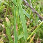 Setaria italica Blatt