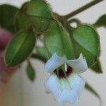 Mendoncia costaricana Flor