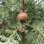 Cupressus sempervirens Frucht