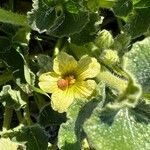 Ecballium elaterium Flower