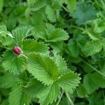 Potentilla thurberi 葉