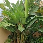 Strelitzia nicolai Φύλλο