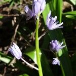 Tractema lilio-hyacinthus