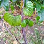 Dioscorea oppositifolia برگ