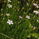 Petrorhagia saxifraga Blad