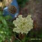 Scabiosa ochroleuca Цвят