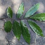 Craibia grandiflora Φύλλο