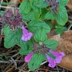 Clinopodium vulgare Floare