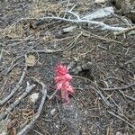 Sarcodes sanguinea 花