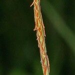 Carex tomentosa Fruit