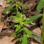 Euphorbia dulcis Hábito