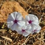 Ipomoea mombassana Кветка