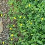 Tribulus cistoides Агульны выгляд