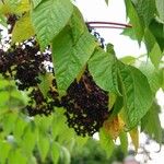 Aralia elata Diğer