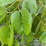 Hymenaea courbaril Leaf
