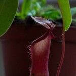 Nepenthes alata Hoja