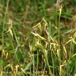 Carex pauciflora Habit