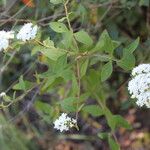 Stevia ovata Plante entière