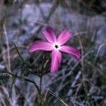 Phlox mesoleuca Flower