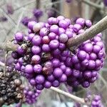 Callicarpa bodinieri Плід