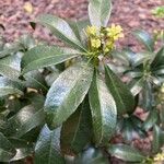Cordia americana Leaf