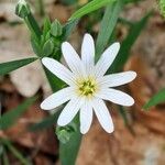 Stellaria palustris Floare