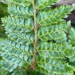 Polystichum luctuosum Écorce