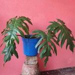 Philodendron bipinnatifidumপাতা