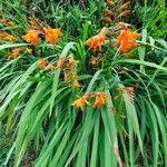 Crocosmia × crocosmiiflora Hábito