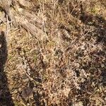 Eupatorium serotinum برگ