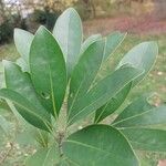 Lithocarpus edulis Leaf