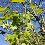 Acer cappadocicum Blatt