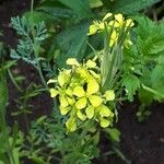 Brassica juncea फूल