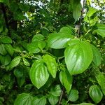 Rhamnus cathartica 葉