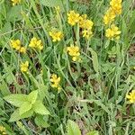 Genista sagittalis Flor