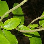 Piper tuberculatum Blomst