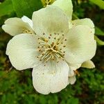 Philadelphus pubescens Flor