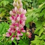 Lupinus × regalis Fiore