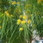 Parkinsonia aculeataFulla