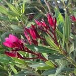 Nerium oleander 花