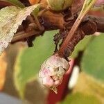 Viburnum × bodnantense Kwiat