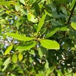 Laurus nobilis Blad