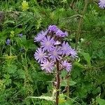 Lactuca alpinaFlor