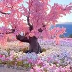 Prunus serrulata Flors