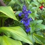 Salvia farinacea Blüte