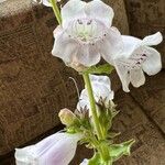 Penstemon cobaea Flor