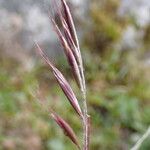 Tenaxia cumminsii Flower