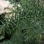 Cryptomeria japonica 葉