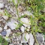 Parthenium hysterophorusBlomst